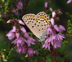 Plebejus argus