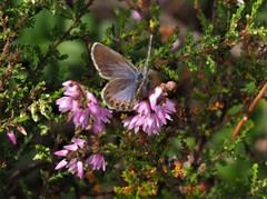 Plebejus argus