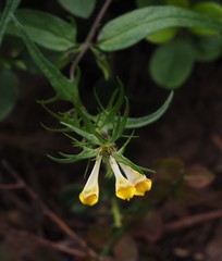 Melampyrum pratense