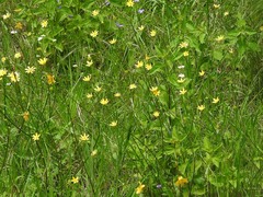 Ranunculus petiolaris