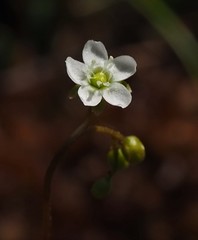 Drosera rotundifolia
