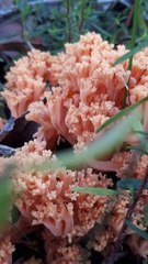 Ramaria capitata ochraceosalmonicolor