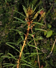 Rhododendron tomentosum
