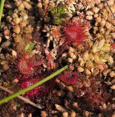 Drosera rotundifolia