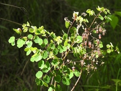 Thalictrum guatemalense
