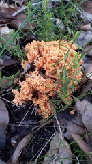 Ramaria capitata ochraceosalmonicolor
