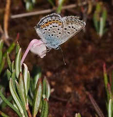 Plebejus argus