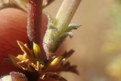 Image of Jamesbrittenia burkeana by no rights reserved