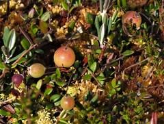 Vaccinium oxycoccos