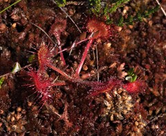Drosera rotundifolia