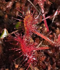 Drosera rotundifolia