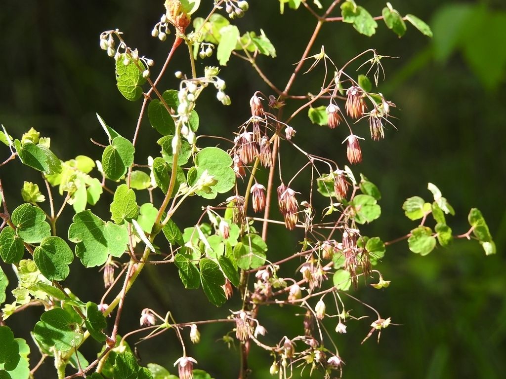 Guatemalan Meadow-rue