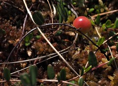 Vaccinium oxycoccos