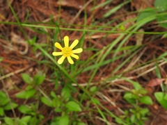 Ranunculus petiolaris