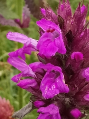 Betonica hirsuta