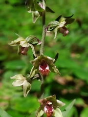 Epipactis purpurata