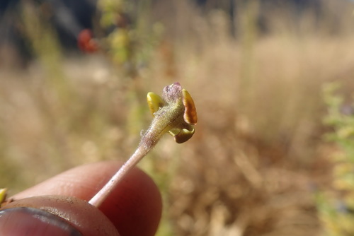Image of Jamesbrittenia burkeana by no rights reserved