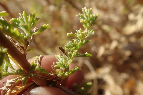 Image of Jamesbrittenia burkeana by no rights reserved