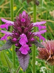 Betonica hirsuta