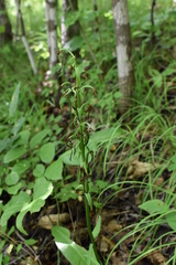 Platanthera densa