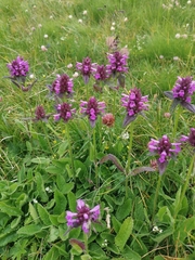 Betonica hirsuta