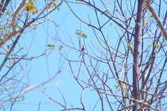 Ramphotrigon flammulatum