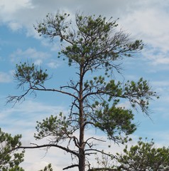 Pinus sylvestris