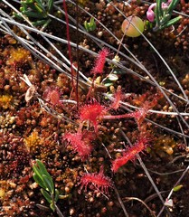 Drosera rotundifolia