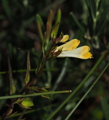 Melampyrum pratense
