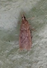 Scoparia subfusca