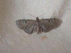 Eupithecia assimilata