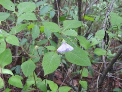 Lycianthes ciliolata