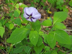 Lycianthes ciliolata