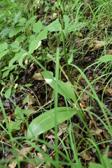 Platanthera densa