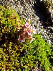 Sedum villosum