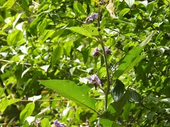 Solanum rudepannum