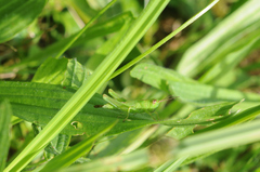 Mecostethus parapleurus