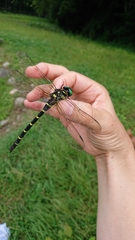 Anotogaster sieboldii