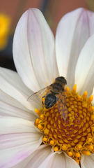 Eristalis pertinax