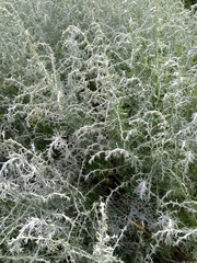 Artemisia maritima