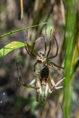 Agelena labyrinthica