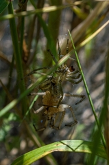 Agelena labyrinthica