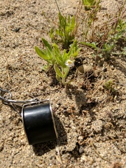 Erythranthe parishii