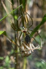 Agelena labyrinthica