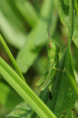 Mecostethus parapleurus