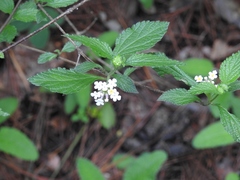Lantana hispida
