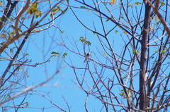 Ramphotrigon flammulatum