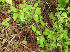 Lantana hispida