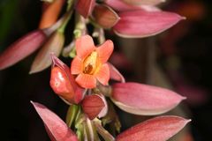 Thunbergia coccinea