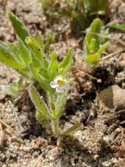 Erythranthe parishii